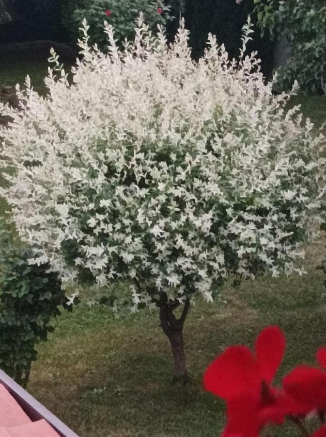 Guesthouse Dida 萨帕雷瓦巴尼亚 外观 照片