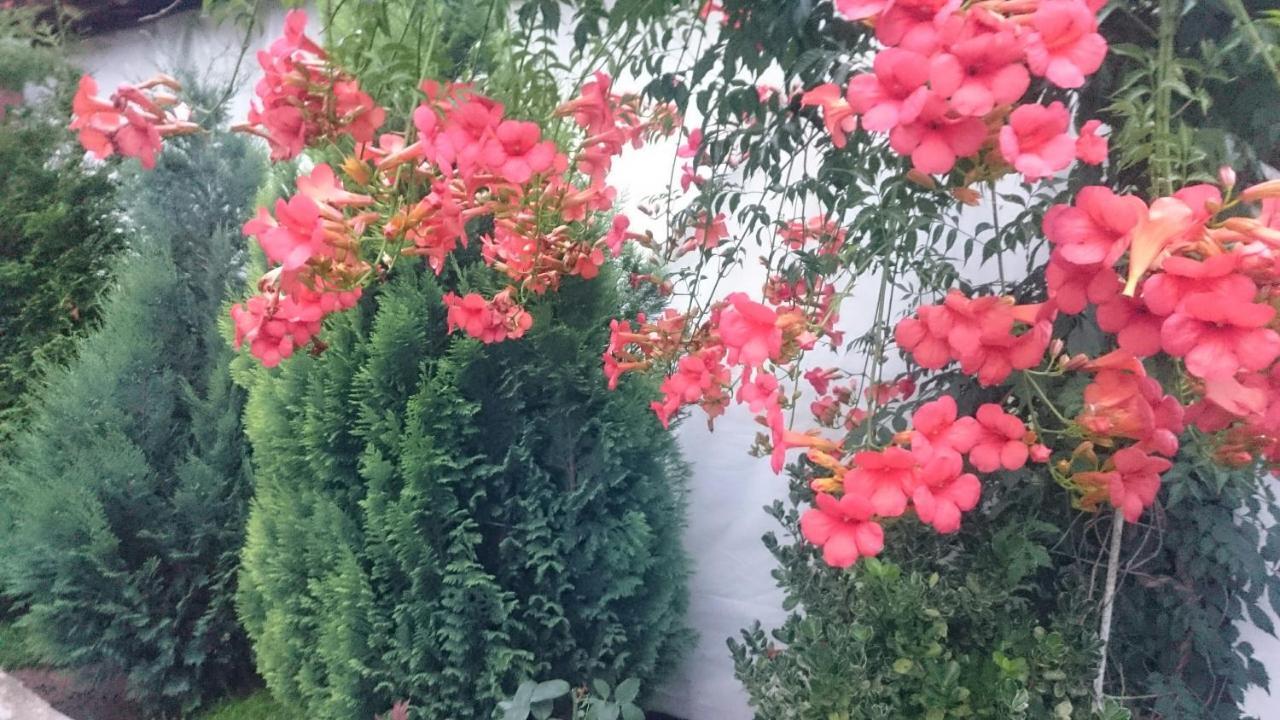 Guesthouse Dida 萨帕雷瓦巴尼亚 外观 照片